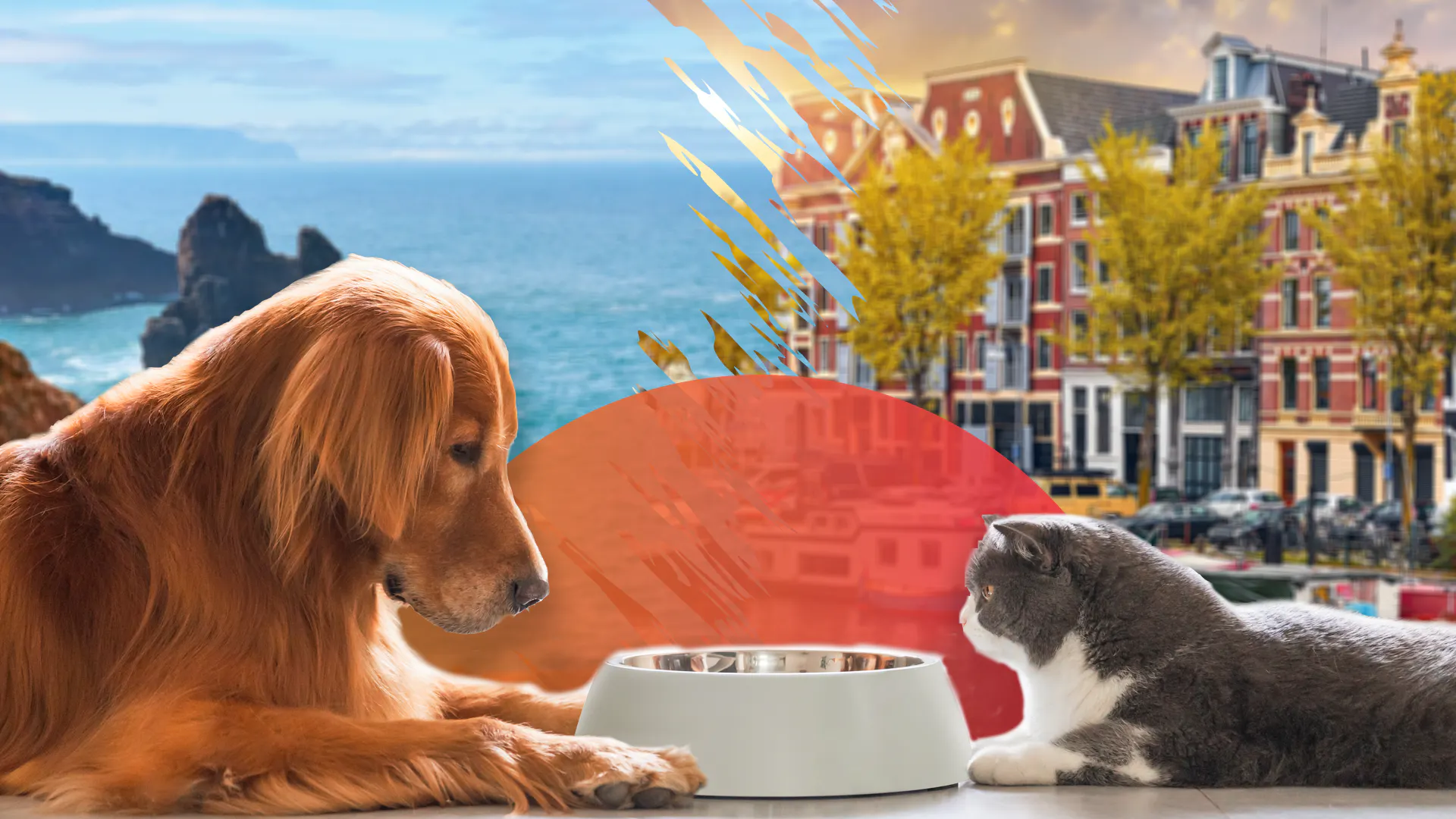 How to: moving abroad with your pet